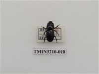 藏品(蘭嶼角葫蘆鍬形蟲)的圖片